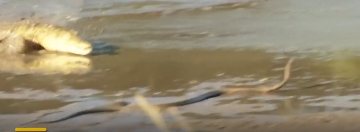 Rắn mamba đen kịch độc bị cá sấu sông Nile cắn chết 